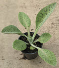 4" Kalanchoe Gastonis Donkey Ears